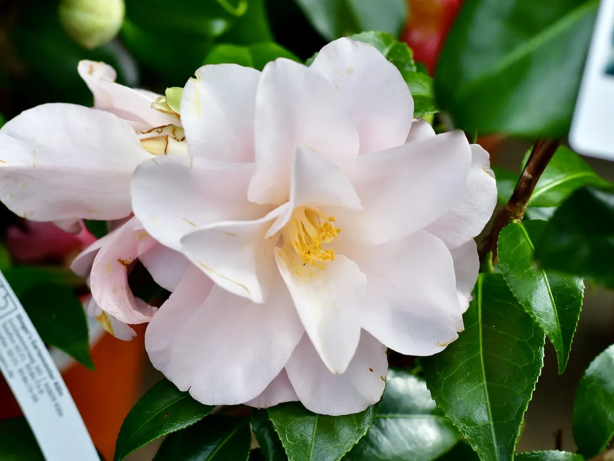 Weiße Kamelienblüte