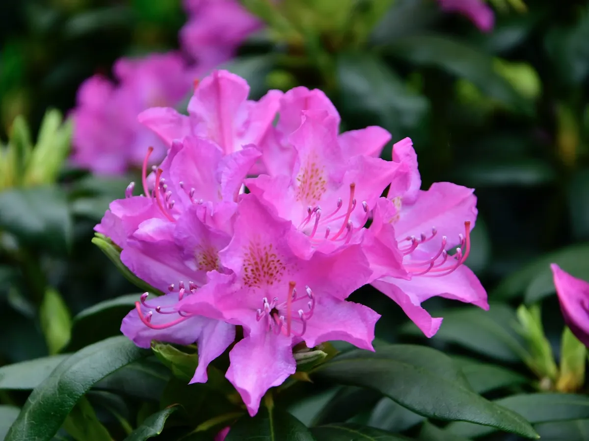 Violett-rosa Rhododendronblüte