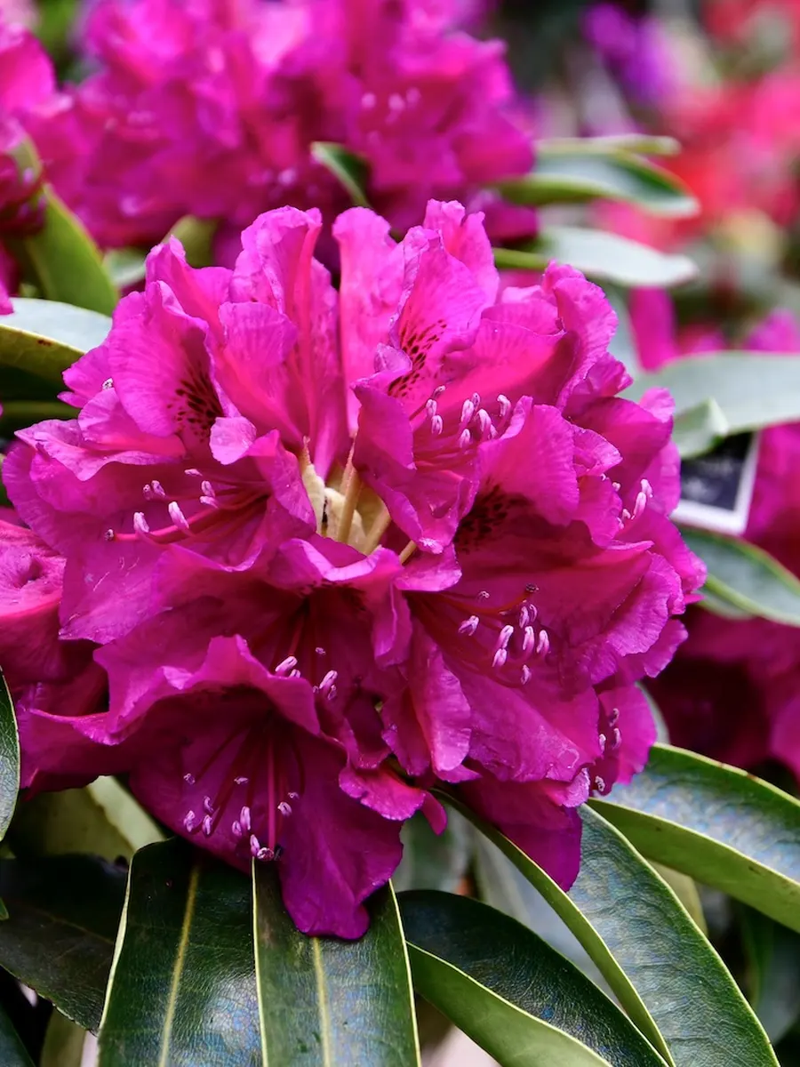 Pinke Rhododendronblüte