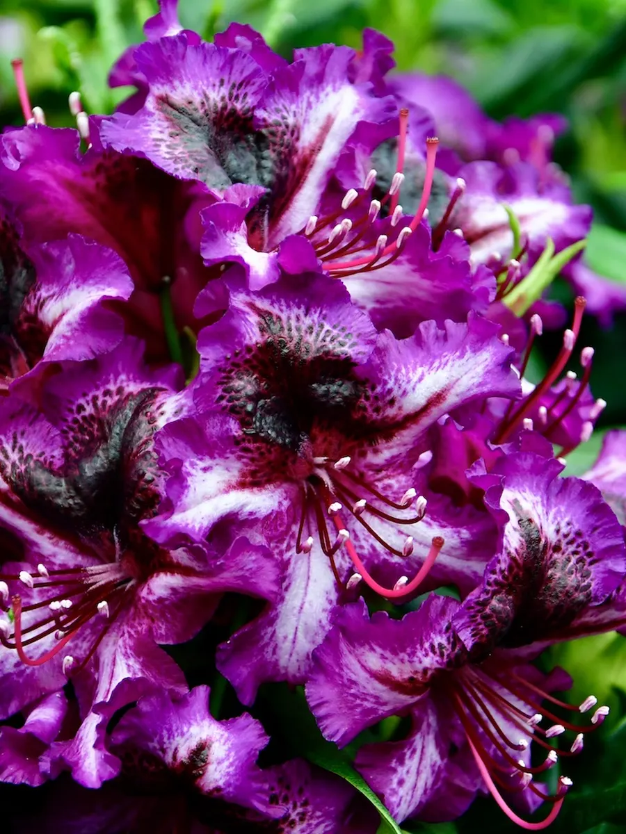 Violette Rhododendronblüte mit dunkler Zeichnung