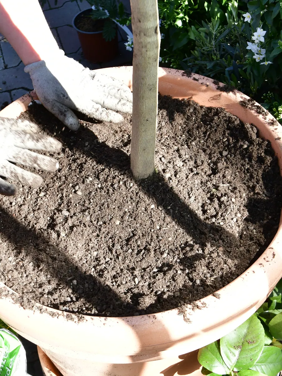 Erde wird rund um den Stamm einer frisch eingesetzten Kübelpflanze angedrückt