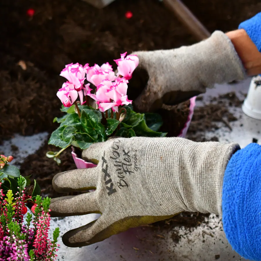 Alpenveilchen wird mit Handschuhen in eine rosa Schale gesetzt