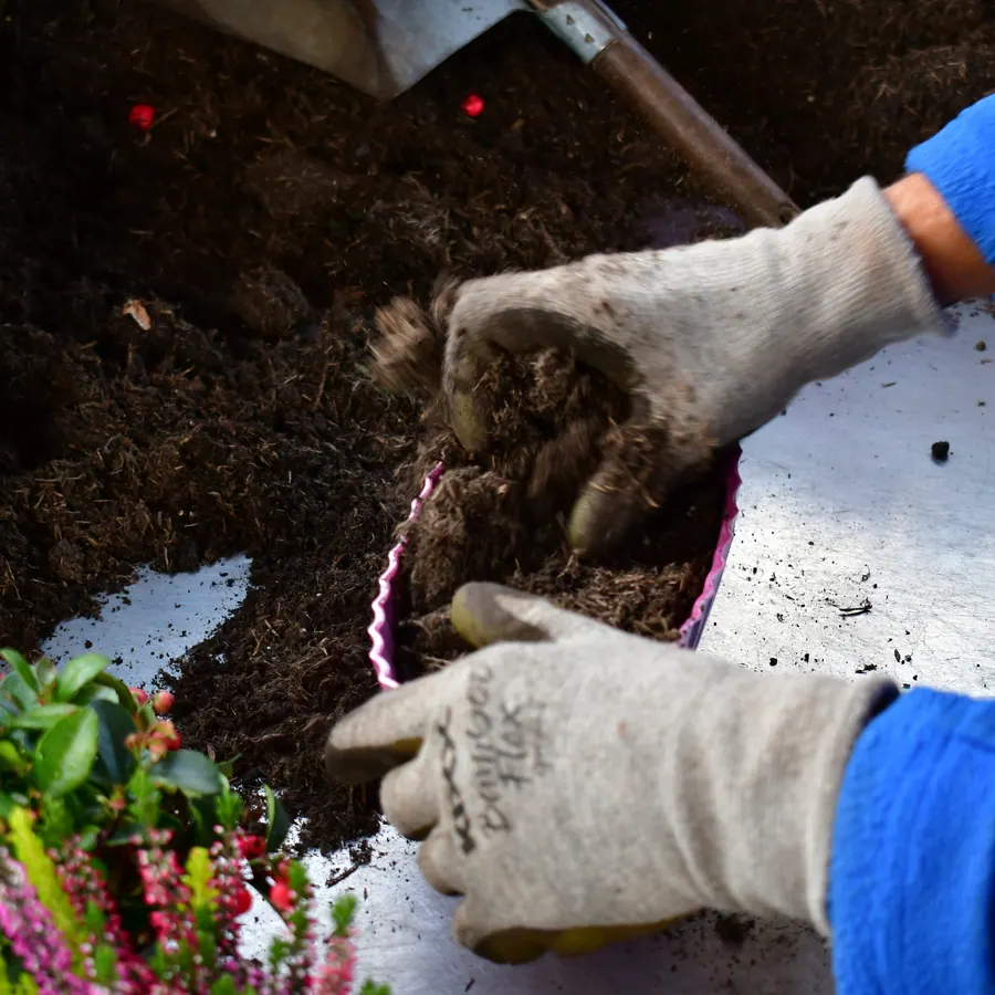 Erde wird mit Handschuhen in eine leere rosa Schale gefüllt