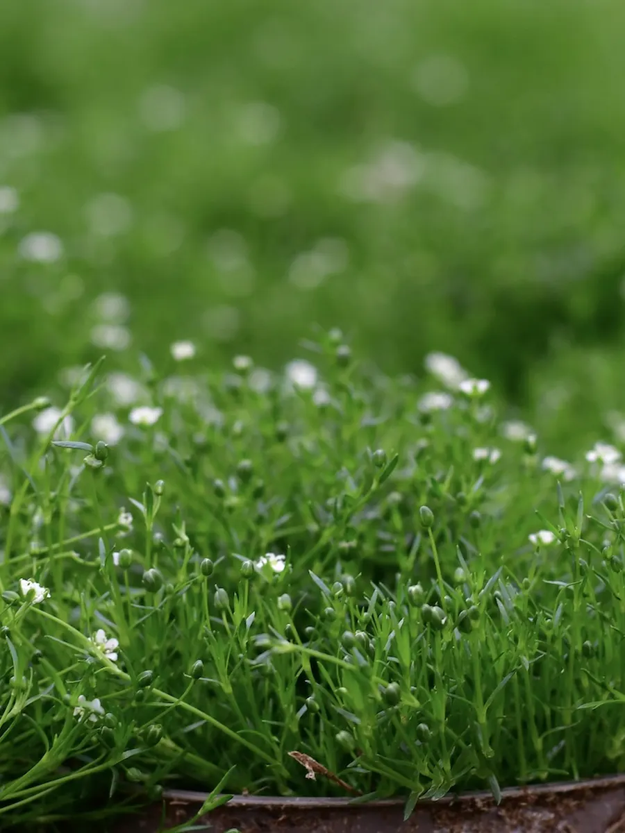Bodendecker mit kleinen weißen Blüten