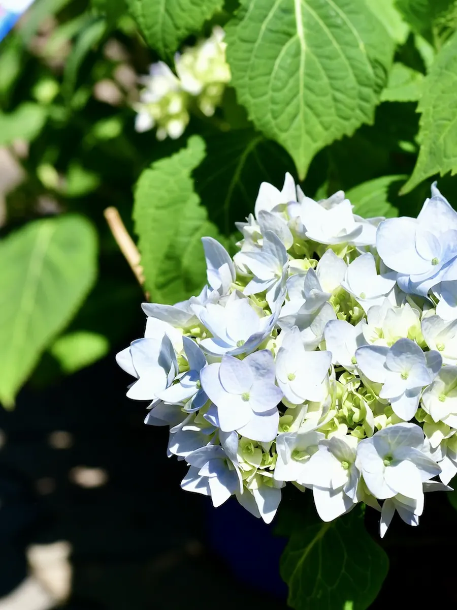 Weiß-blaue Hortensienblüte