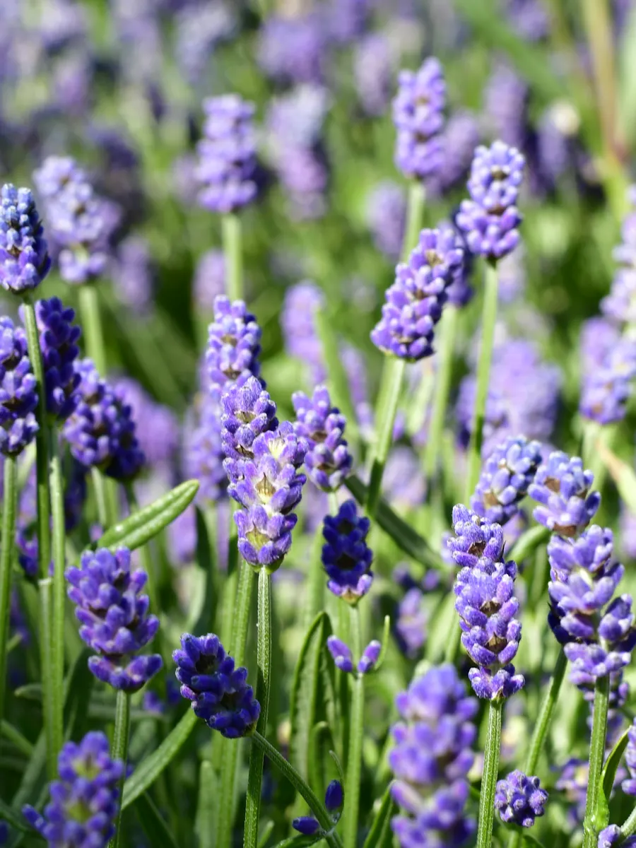 Blühender Lavendel