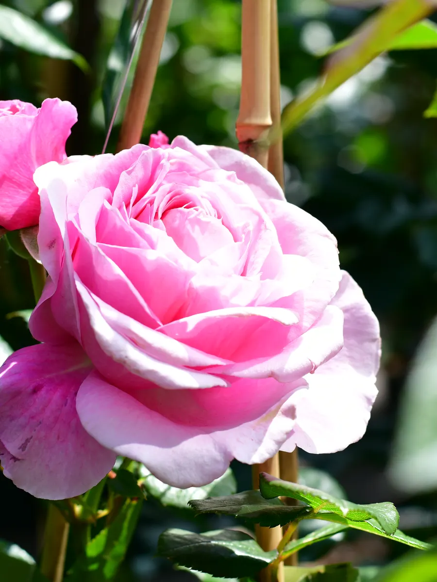 Rosa Rosenblüte