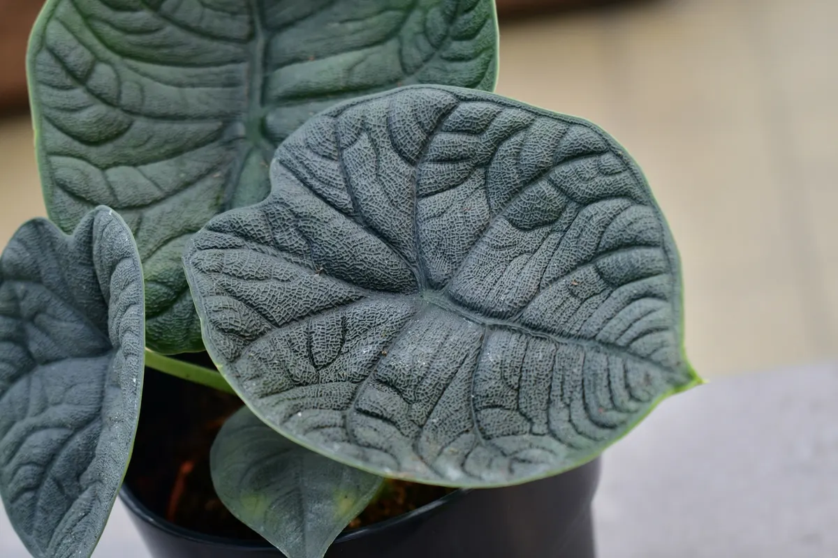 Blätter einer Alocasia in der Raritäten-Ecke