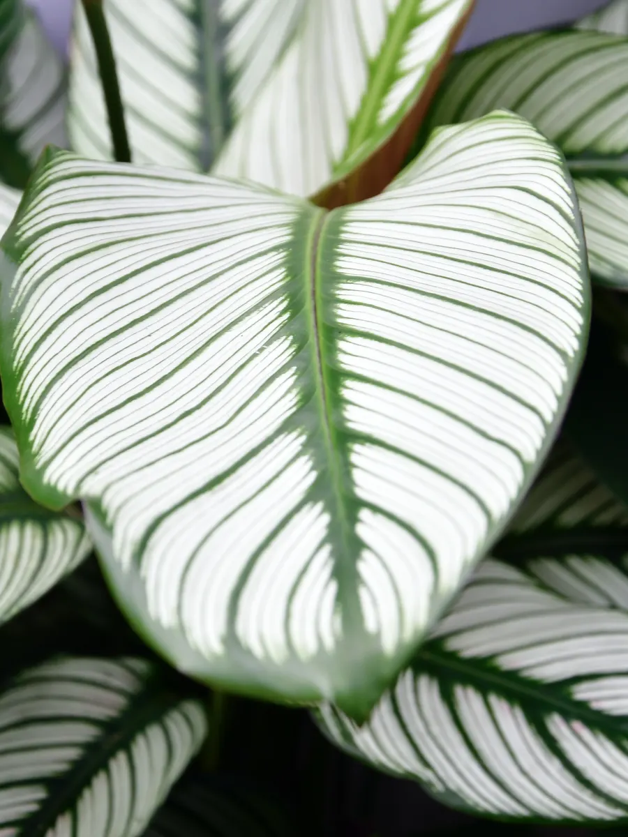Grünes Blatt mit feinen weißen Streifen
