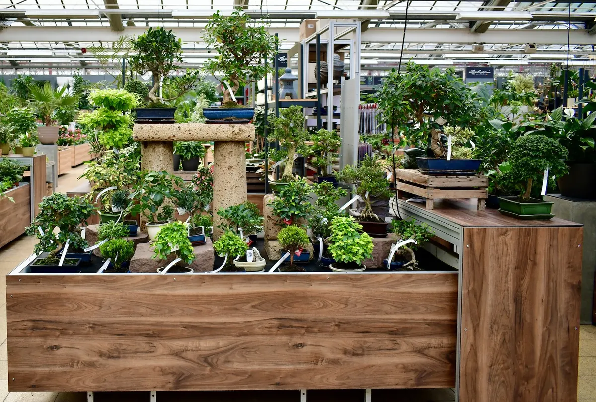 Bonsai-Tisch in der Zimmerpflanzen-Abteilung