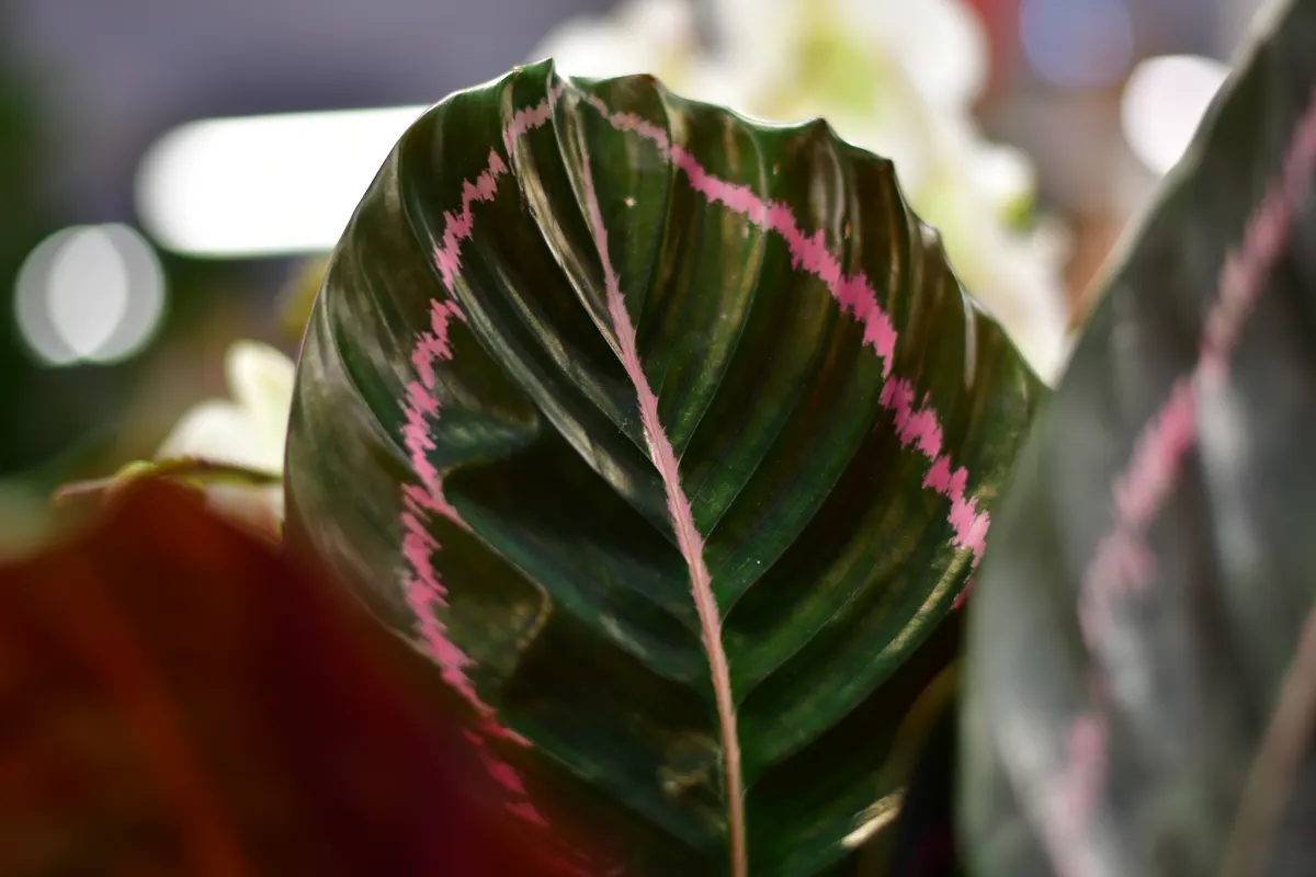 Blatt einer Calathea mit rosa Zeichnung