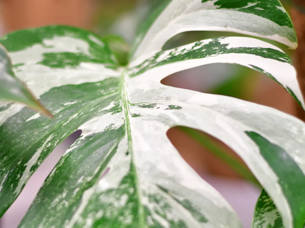 Panaschiertes Blatt eines Fensterblatts in Grün und Weiß