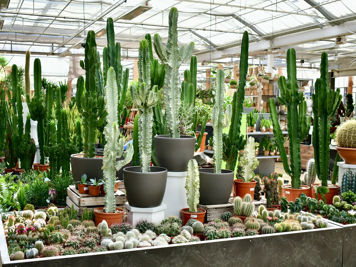 Große Säulenkakteen und kleine Kakteen auf Verkaufstischen