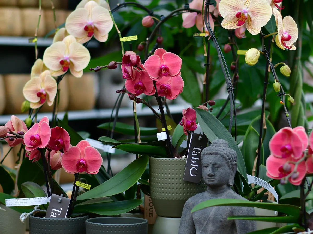 Orchideen in Weiß, Rosa und Rot in der Zimmerpflanzenabteilung