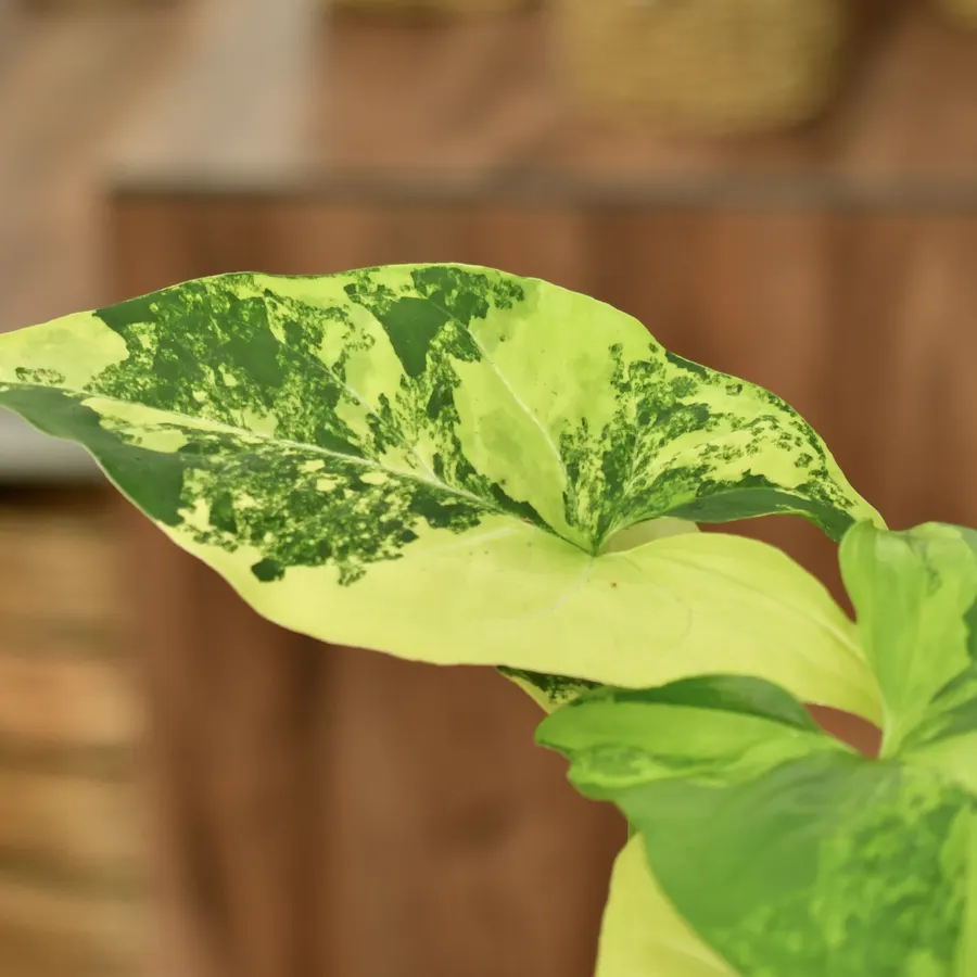 Blatt mit gelb-grüner Marmorierung