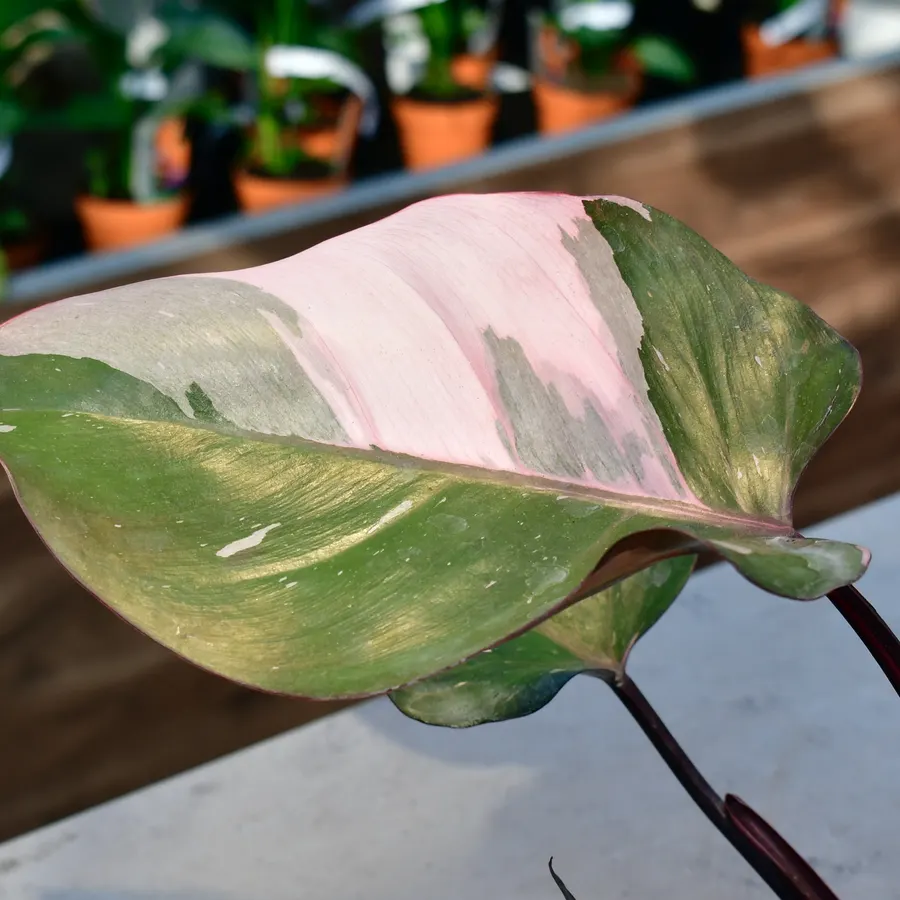 Blatt mit grünen und rosa Anteilen