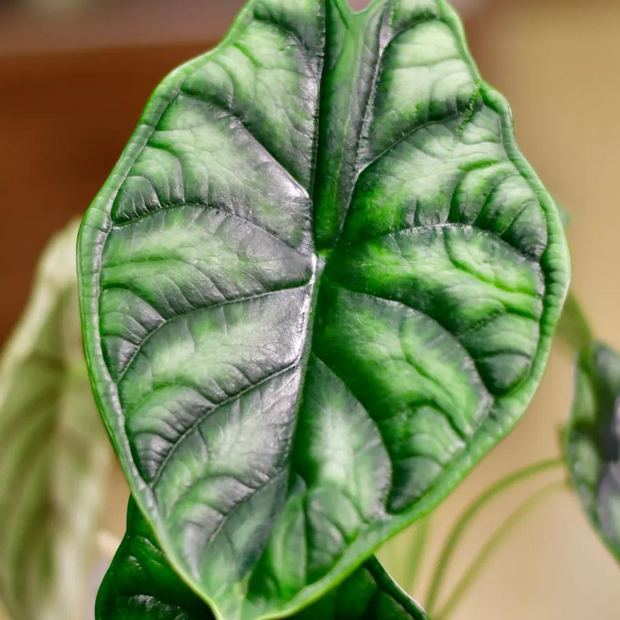 Alocasia-Blatt mit silbrigen Adern