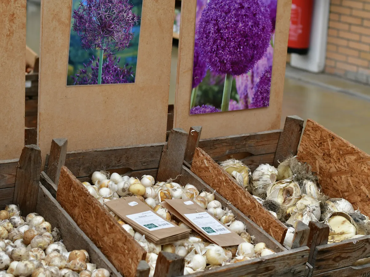 Zierlauch-Zwiebeln in Holzkisten, dahinter Bilder violetter Allium-Blüten