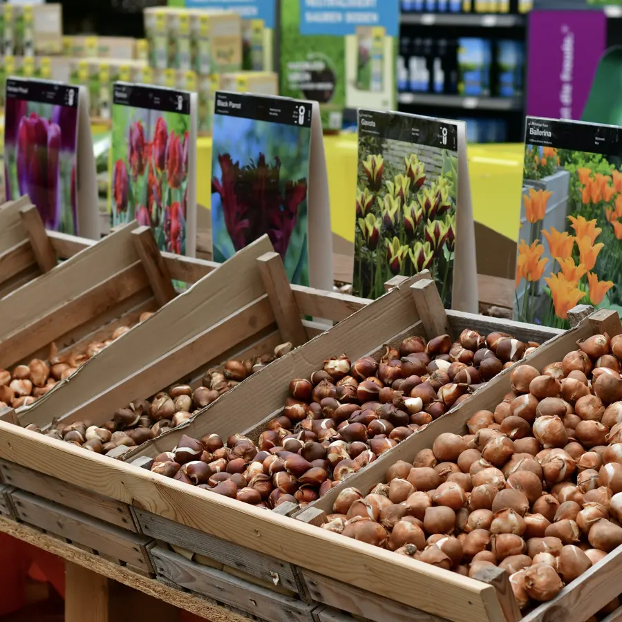 Holzkisten mit Blumenzwiebeln unter bunten Sortenbildern