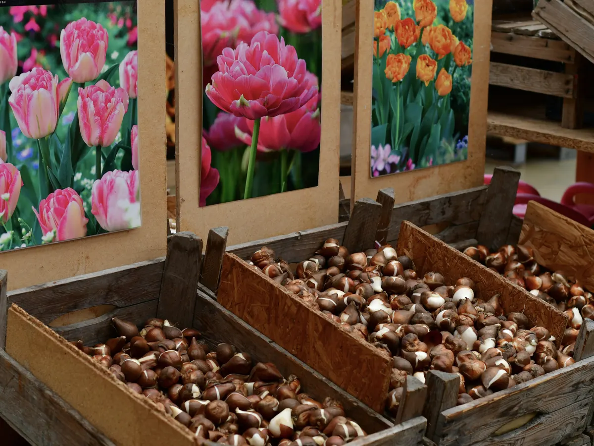 Holzkisten mit losen Tulpenzwiebeln unter Sortenbildern