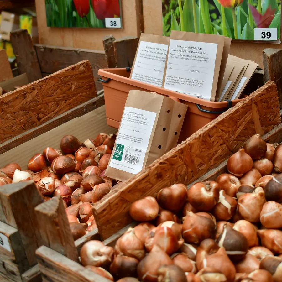 Holzkisten mit losen Tulpenzwiebeln und Papiertüten zum Abfüllen