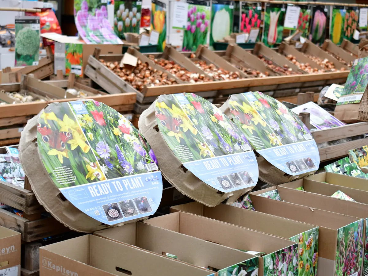 Fertige Blumenzwiebel-Mischungen in bebilderten Verpackungen vor Holzkisten mit losen Zwiebeln
